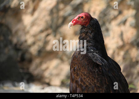 Chiudere l immagine di un tacchino avvoltoio, Cathartes aura, appollaiato nel profilo. Contro a sfocare lo sfondo naturale, con copia spazio. Foto Stock