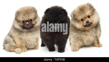 Tre cuccioli di Pomerania seduto accanto a ciascun altro, isolato su sfondo bianco Foto Stock