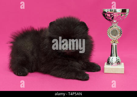 Nero piccolo cucciolo di Pomerania e Cup su sfondo rosso Foto Stock