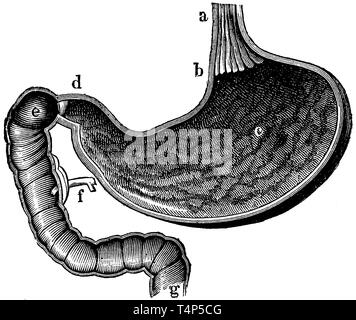 Stomaco. a) esofago, b) cardia o lo stomaco, c) interni dello stomaco, d) ganascia dello stomaco (piloro), e) duodeno, f) allo svincolo del pancreas, g) la transizione al piccolo intestino, anonym 1887 Foto Stock