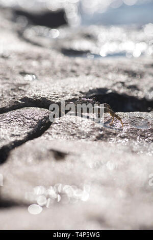 Granchio di mare e spiaggia banner. Close up immagini di un piccolo granchio eremita. Foto Stock