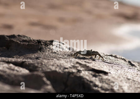 Granchio di mare e spiaggia banner. Close up immagini di un piccolo granchio eremita. Foto Stock