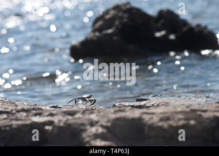 Granchio di mare e spiaggia banner. Close up immagini di un piccolo granchio eremita. Foto Stock