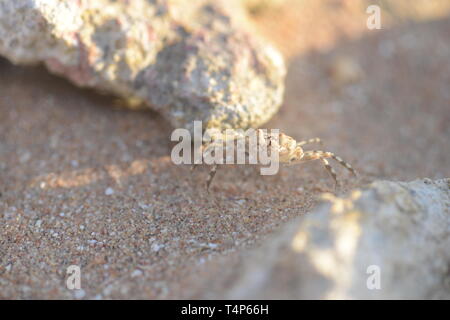 Granchio di mare e spiaggia banner. Close up immagini di un piccolo granchio eremita. Foto Stock