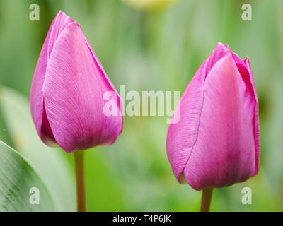 Primo piano di due chiusi pink tulip boccioli di fiori Foto Stock