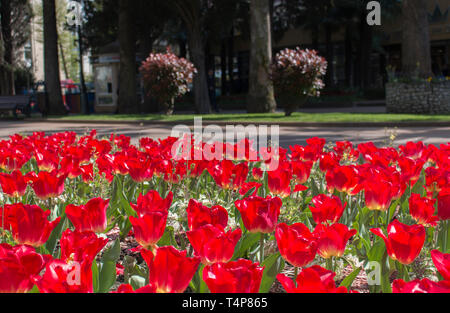 Città letti con fiori, responsabilità ambientale e abbellimento attraverso la partecipazione della Comunità e la sfida della concorrenza Foto Stock