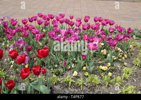 Città letti con fiori, responsabilità ambientale e abbellimento attraverso la partecipazione della Comunità e la sfida della concorrenza Foto Stock