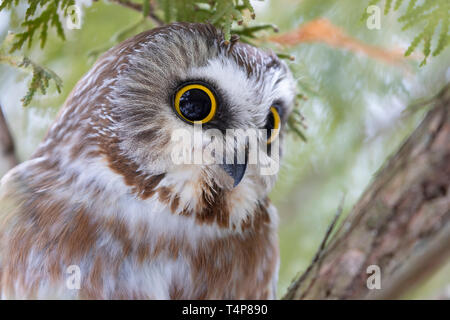 Visto-stuzzicare owl Aegolius acadicus appollaiato su un albero di cedro ramo durante il periodo invernale in Canada Foto Stock