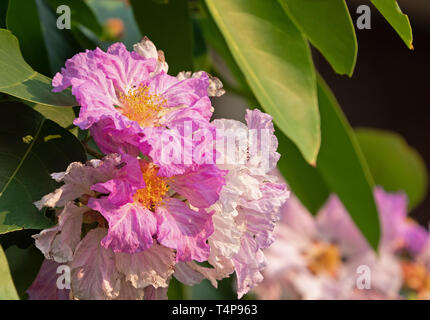 Closeup Lagerstroemia Speciosa Fiori con foglie verdi isolati su sfondo Natura Foto Stock