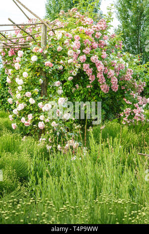 Roquelin's Gardens, Les Jardins de Roquelin, francia : verde Santolina aiuola (Santolina rosmarinifolia) con al centro un di legno gloriette e t Foto Stock