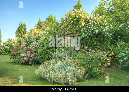 Roquelin's Gardens, Les Jardins de Roquelin, francia : rose rampicanti su legno padiglione del giardino, Rosa 'Bobby James', 'Rambling Rector', 'Ghislaine de F Foto Stock