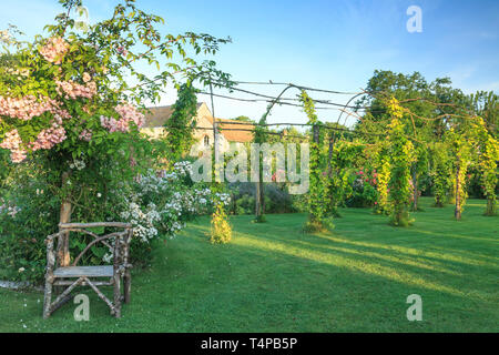 Roquelin's Gardens, Les Jardins de Roquelin, francia : lungo tunnel pergola piantati con golden luppolo (Humulus lupulus 'Aureus') e vergine vigne con 5 Foto Stock