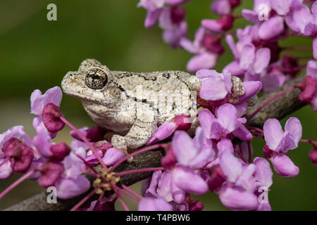 Grigio raganella in un fiorente eastern redbud tree - Hyla versicolor Foto Stock