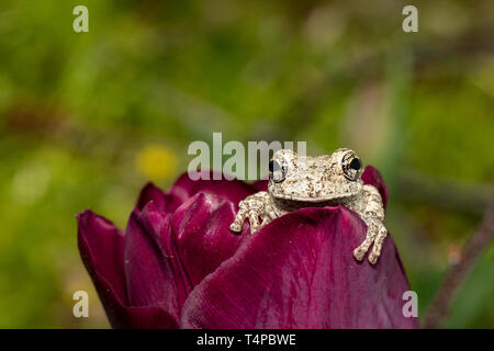 Grigio raganella all'interno di un viola scuro tulip flower - Hyla versicolor Foto Stock