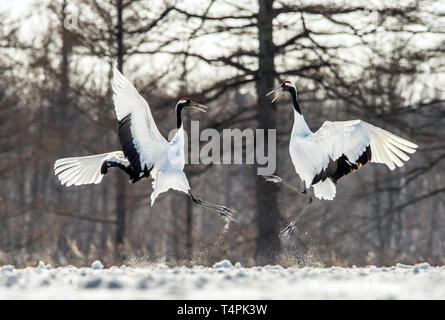 Ballo di gru. Il matrimonio rituale danza della gru. Il rosso-crowned crane . Nome scientifico: Grus japonensis, chiamato anche il Giapponese gru o Manch Foto Stock