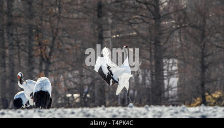 Ballo di gru. Il matrimonio rituale danza della gru. Il rosso-crowned crane . Nome scientifico: Grus japonensis, chiamato anche il Giapponese gru o Manch Foto Stock