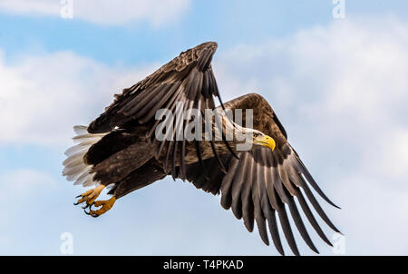 White Tailed eagle in volo. Cielo blu sullo sfondo. Nome scientifico: Haliaeetus albicilla, noto anche come il ern, erne, grigio eagle, Eurasian sea eagle Foto Stock