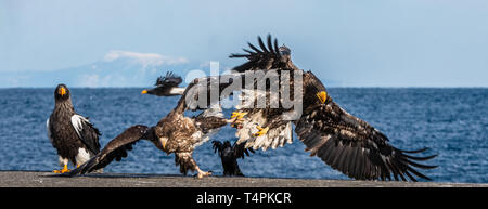 Aquile in lotta. Due capretti Steller's sea eagle in lotta per la preda. Foto Stock