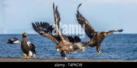 Aquile in lotta. Due capretti Steller's sea eagle in lotta per la preda. Foto Stock