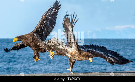 Aquile in lotta. Due capretti Steller's sea eagle in lotta per la preda. Foto Stock