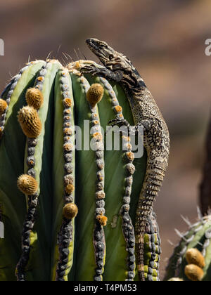 San Esteban isola spinosa-tailed Iguana, Ctenosaura conspicuosa, arrampicata cardon cactus in Baja California, Messico Foto Stock