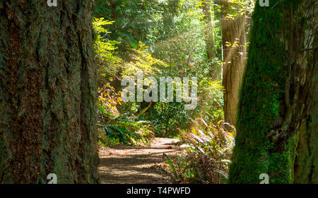 Suggestivi paesaggi del Pacifico nord-ovest con cascate e foreste pluviali, raggi di luce, spiagge rocciose, fari e tramonti da Bowen Island B Foto Stock