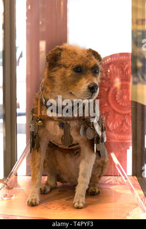 I resti ben conservati di Owney - il primo unofficial mascotte postale Foto Stock