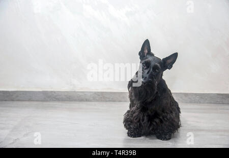 Scottish Terrier pedigree cane fotografato in ambienti interni Foto Stock