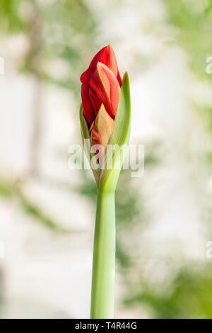 Fioritura Hippeastrum rosso fiore. (A volte chiamato erroneamente, l'Amaryllis). emergente dal bud. Fotografato in Israele nel Marzo Foto Stock