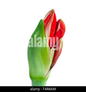 Tagliare fuori una fioritura Hippeastrum rosso fiore. (A volte chiamato erroneamente, l'Amaryllis). emergente dal bud. Fotografato in Israele nel Marzo Foto Stock