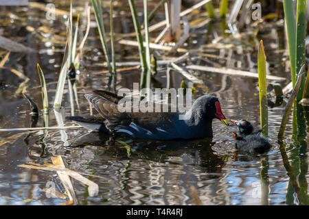 Giovani moorhen anatroccolo essendo alimentata acqua erba da adulto Foto Stock