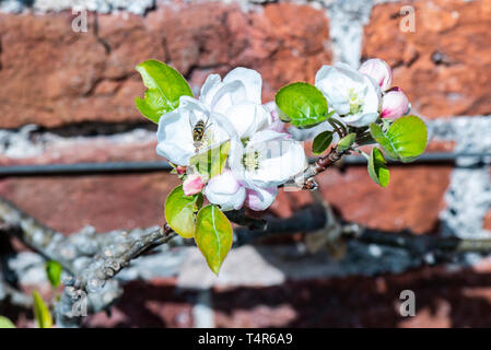 I fiori di un Joaneting melo Foto Stock
