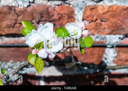 I fiori di un Joaneting melo Foto Stock