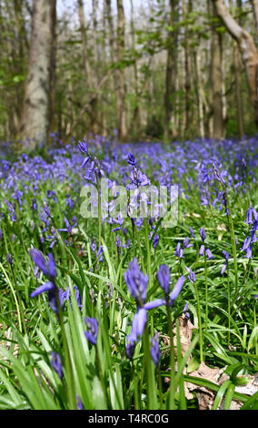 Brighton, Regno Unito. Xviii Apr, 2019. Un tappeto di bluebells fuori nel sole caldo al Parco Stanmer in Brighton come il tempo è prevista per essere caldo e soleggiato durante il weekend di Pasqua con temperature che dovrebbero raggiungere oltre venti gradi in alcune parti del Sud Est Credito: Simon Dack/Alamy Live News Foto Stock