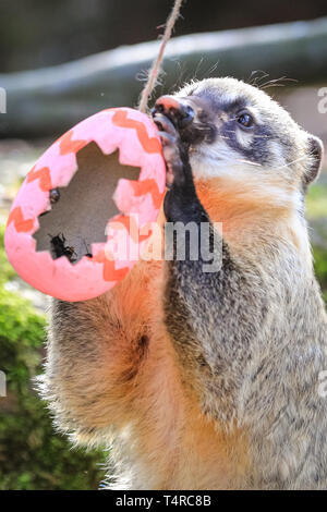 ZSL London Zoo di Londra, Regno Unito. Xviii Apr, 2019. Lo Zoo di quattro ring-tailed coatis (Nasua nasua), Frankie, Shaggy, Velma e spazzola, cerca il loro den per trovare vivacemente colorato uova ripiene con i loro preferiti gustoso grilli di credito: Imageplotter/Alamy Live News Foto Stock