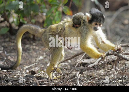 Lo Zoo di Londra, Regno Unito. Xviii Apr, 2019. ZSL London Zoo Black tappate scimmie scoiattolo ha accolto una nuova aggiunta alla loro truppa ieri (17 aprile 2019) come mamma dita ha dato i natali a un nuovo bambino. Credito: Chris Aubrey/Alamy Live News Foto Stock