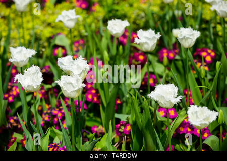 Londra, Regno Unito. Xviii Apr, 2019. Regno Unito: Meteo Tulipani sono in piena fioritura in Regent's Park. La previsione è per sempre più caldo per il weekend di Pasqua. Credito: Stephen Chung/Alamy Live News Foto Stock