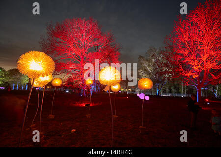 St.Goarshausen, Germania. Xviii Apr, 2019. Gli alberi della progettata di recente altopiano Loreley risplendere nella luce della luce art festival "Rheinleuchten'. La riprogettazione ha avuto inizio nel settembre 2016. Il governo federale, lo stato e il Loreley comune hanno provvisoriamente previsto intorno a 15,5 milioni di euro per la riprogettazione e ristrutturazione del concerto affittate stadio. Credito: Thomas Frey/dpa/Alamy Live News Foto Stock