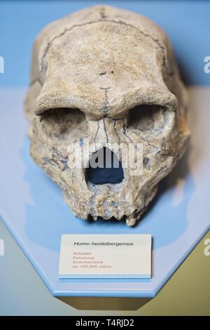 Mauer, Germania. Xvii Apr, 2019. La replica di un Cranio di Homo Heidelbergensis trovata nel Greco Petralona si trova nel municipio. Una ganascia inferiore dell' Homo Heidelbergensis trovati in una parete ha un enorme significato per la storia dell'umanità. I fossili trovati in un luogo secco Neckar bow appartiene con i suoi 610 000 anni per i più antichi reperti umani in Europa. (A dpa 'Homo Heidelbergensis - La comunità che i sogni di un museo') Credito: Uwe Anspach/dpa/Alamy Live News Foto Stock