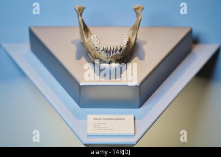 Mauer, Germania. Xvii Apr, 2019. La replica di una mandibola di Homo Heidelbergensis trovati in Mauer nella sabbia Grafenrain pit è situato nella città di Hall in un salone espositivo. Questa ganascia ha un enorme significato per la storia dell'umanità. I fossili trovati in un luogo secco Neckar bow appartiene con i suoi 610 000 anni per i più antichi reperti umani in Europa. (A dpa 'Homo Heidelbergensis - La comunità che i sogni di un museo') Credito: Uwe Anspach/dpa/Alamy Live News Foto Stock