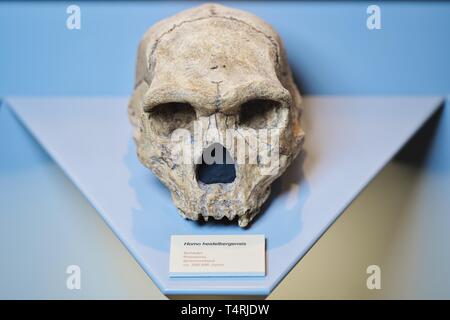 Mauer, Germania. Xvii Apr, 2019. La replica di un Cranio di Homo Heidelbergensis trovata nel Greco Petralona si trova nel municipio. Una ganascia inferiore dell' Homo Heidelbergensis trovati in una parete ha un enorme significato per la storia dell'umanità. I fossili trovati in un luogo secco Neckar bow appartiene con i suoi 610 000 anni per i più antichi reperti umani in Europa. (A dpa 'Homo Heidelbergensis - La comunità che i sogni di un museo') Credito: Uwe Anspach/dpa/Alamy Live News Foto Stock