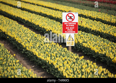 Kings Lynn, Norfolk, Regno Unito. Xviii Apr, 2019. Un segnale di avvertimento contro drone sorvolando un tulipano raccolto vicino a Kings Lynn, Norfolk, Regno Unito il 18 aprile 2019. Credito: Paolo Marriott/Alamy Live News Foto Stock