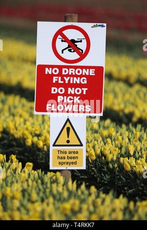 Kings Lynn, Norfolk, Regno Unito. Xviii Apr, 2019. Un segno avvertimento contro drone sorvolando un tulipano raccolto vicino a Kings Lynn, Norfolk, Regno Unito il 18 aprile 2019. Credito: Paolo Marriott/Alamy Live News Foto Stock