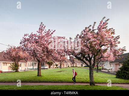 Ballyphehane, Cork, Irlanda. 19 Aprile, 2019. Louise O' Mahony da Douglas, passando per la fioritura dei ciliegi in fiore a O' Growney Crescent, mentre si cammina per lavorare su Pearse Road in Ballphehane, Cork, Irlanda. Credito: David Creedon/Alamy Live News Foto Stock