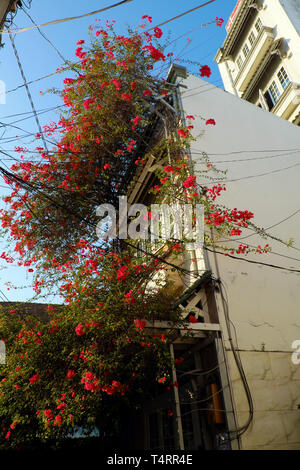 Incredibile townhouse a Ho Chi Minh City, Vietnam, bellissimi fiori di bouganville salire sulla parete e bloom vibrante in rosso, facciata home decor e da fiore rosso Foto Stock