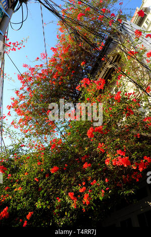 Incredibile townhouse a Ho Chi Minh City, Vietnam, bellissimi fiori di bouganville salire sulla parete e bloom vibrante in rosso, facciata home decor e da fiore rosso Foto Stock