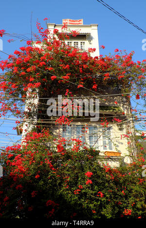 Incredibile townhouse a Ho Chi Minh City, Vietnam, bellissimi fiori di bouganville salire sulla parete e bloom vibrante in rosso, facciata home decor e da fiore rosso Foto Stock