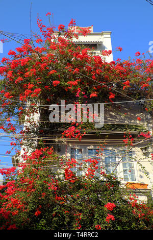 Incredibile townhouse a Ho Chi Minh City, Vietnam, bellissimi fiori di bouganville salire sulla parete e bloom vibrante in rosso, facciata home decor e da fiore rosso Foto Stock