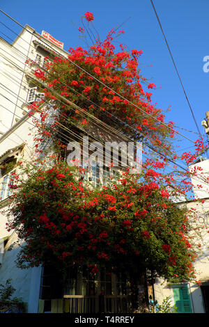 Incredibile townhouse a Ho Chi Minh City, Vietnam, bellissimi fiori di bouganville salire sulla parete e bloom vibrante in rosso, facciata home decor e da fiore rosso Foto Stock