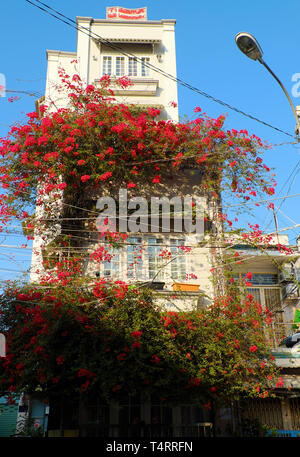 Incredibile townhouse a Ho Chi Minh City, Vietnam, bellissimi fiori di bouganville salire sulla parete e bloom vibrante in rosso, facciata home decor e da fiore rosso Foto Stock